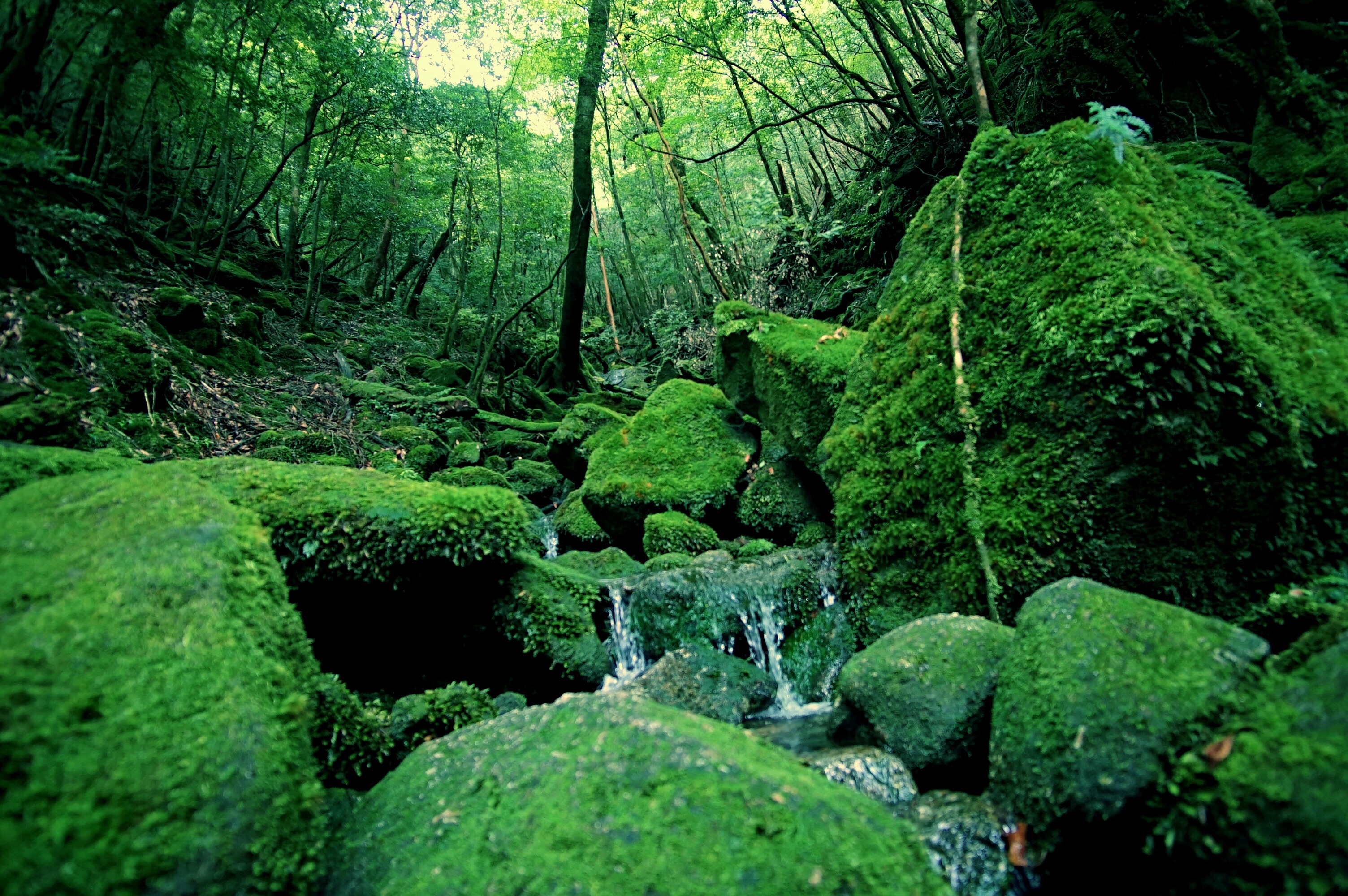 f:id:born-r:20150807193246j:image f:id:born-r:20150807193246j:image