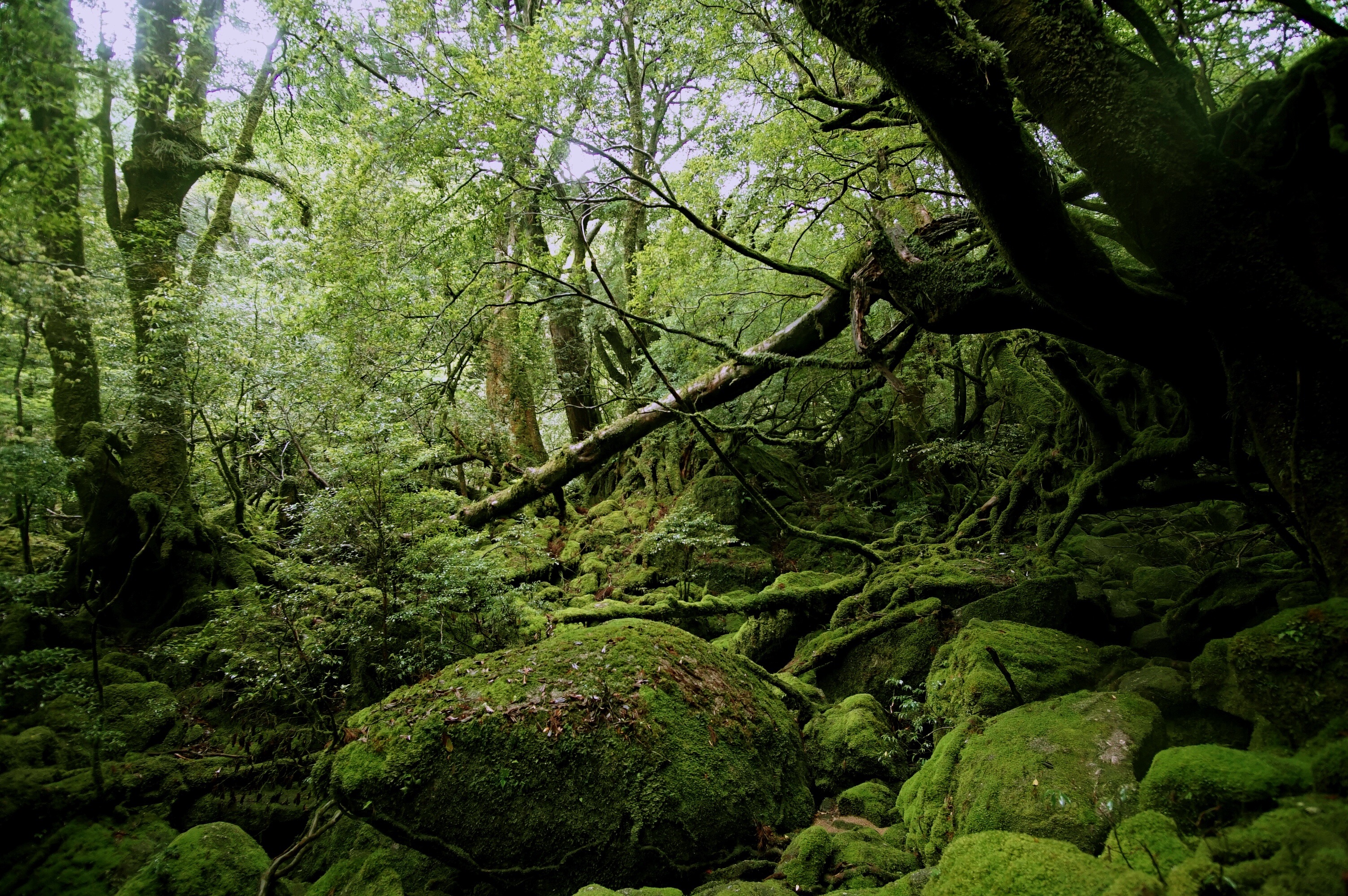 f:id:born-r:20150807193836j:image f:id:born-r:20150807193836j:image