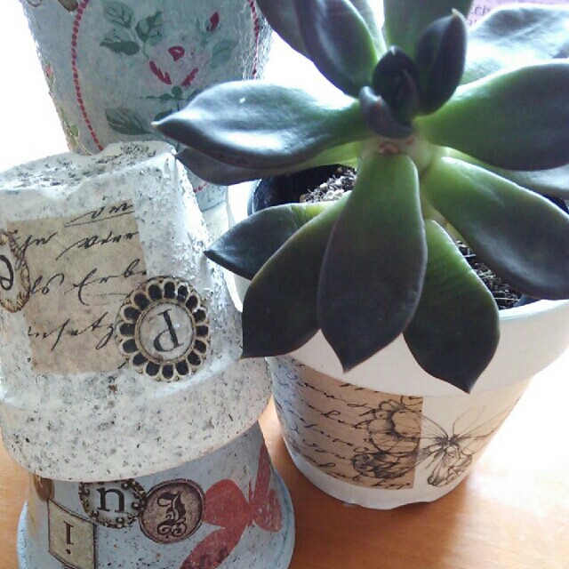 f:id:botanicalroom:20150903095441j:plain