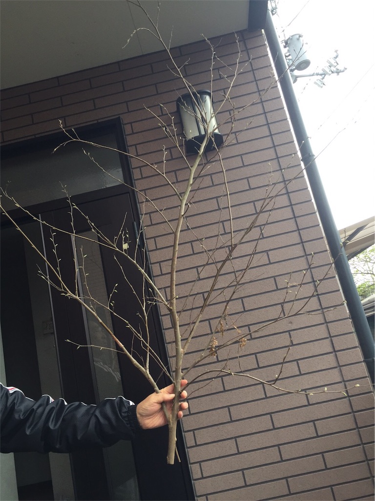 f:id:buchibuchi4647:20170502225051j:image f:id:buchibuchi4647:20170502225051j:image