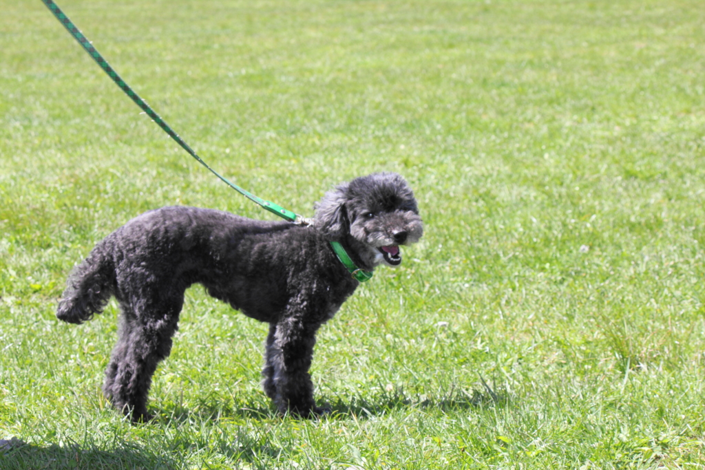 f:id:bucketlist:20160506083138j:plain