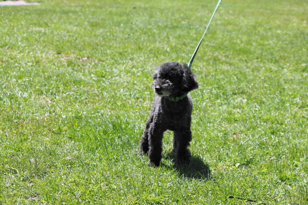 f:id:bucketlist:20160506083239j:plain