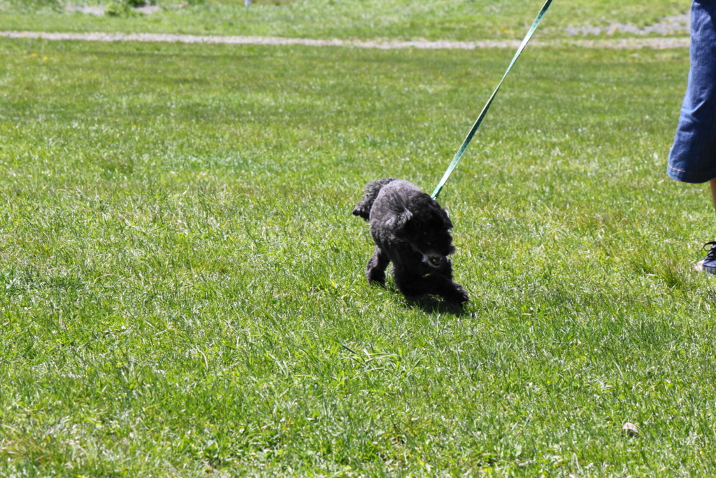 f:id:bucketlist:20160506083420j:plain