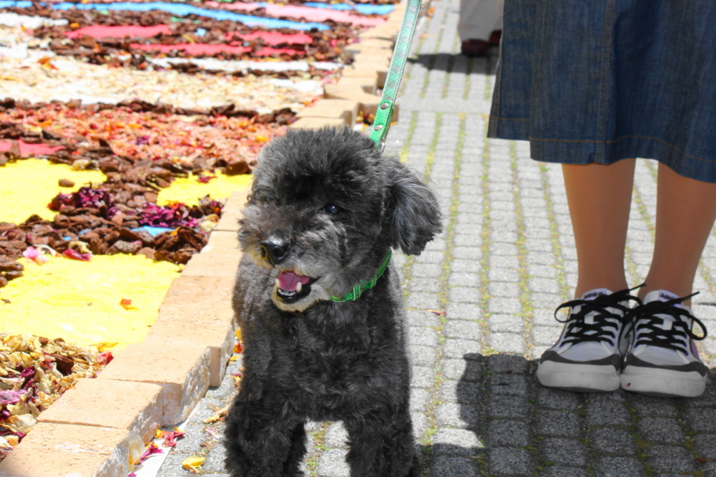 f:id:bucketlist:20160506083618j:plain