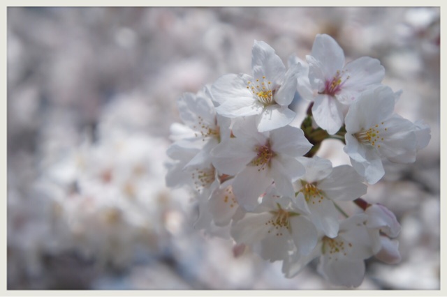 f:id:burkinanikki:20140404144824j:plain f:id:burkinanikki:20140404144824j:plain