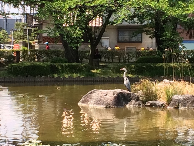 f:id:burkinanikki:20140425142706j:plain f:id:burkinanikki:20140425142706j:plain