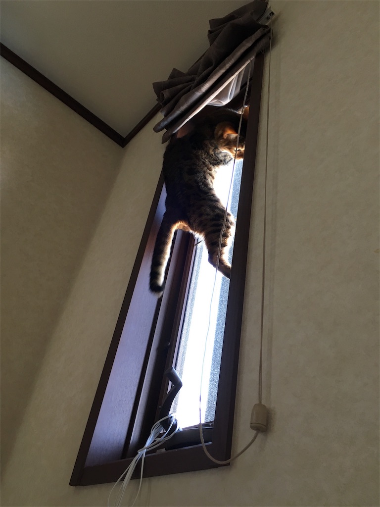 f:id:buwako:20160524092237j:image f:id:buwako:20160524092237j:image