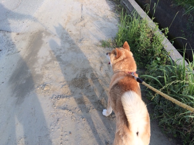 f:id:bzki178504:20160502230905j:plain