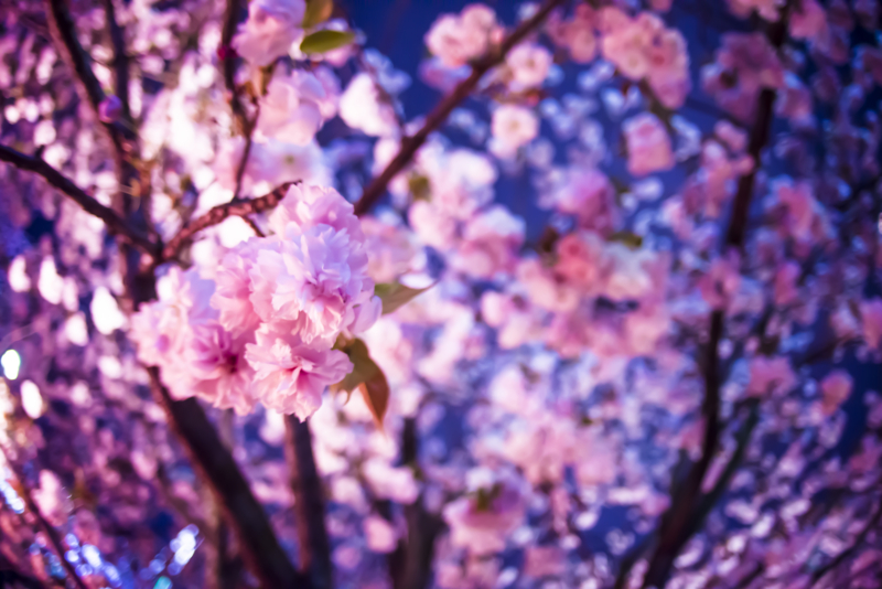 f:id:c-mitsuba:20150412195253j:plain