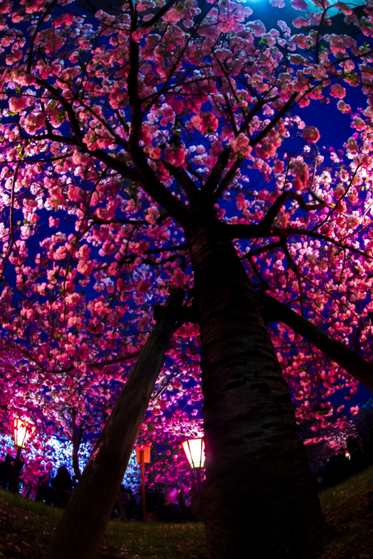 f:id:c-mitsuba:20150412201136j:plain