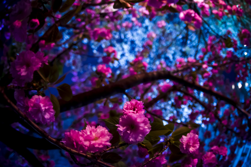 f:id:c-mitsuba:20150412202017j:plain