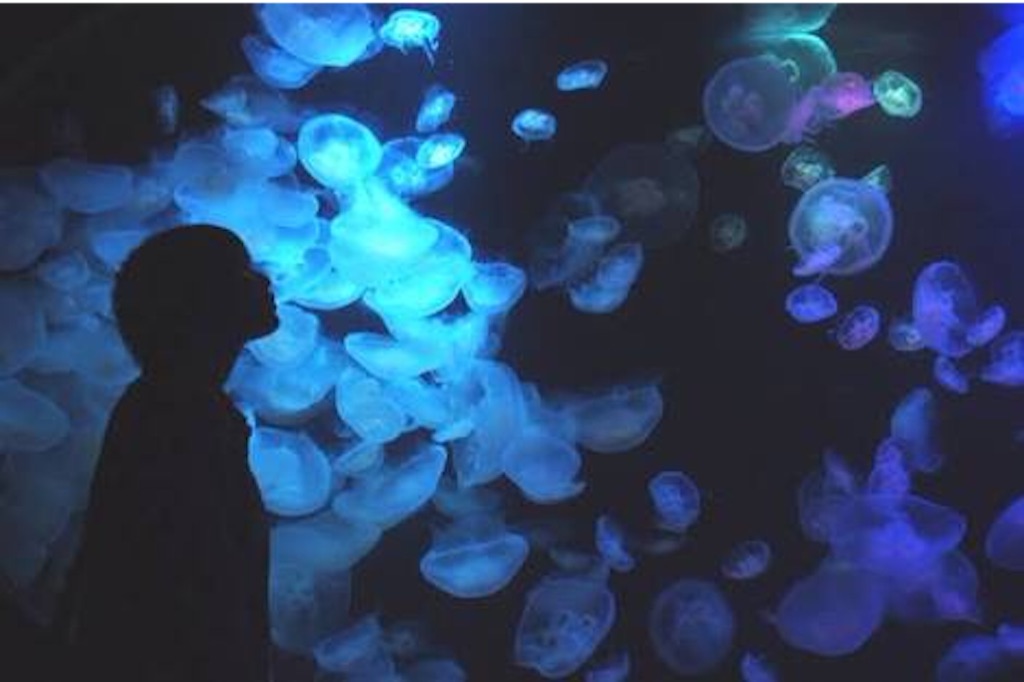 f:id:c_kugenuma:20150913060439j:image f:id:c_kugenuma:20150913060439j:image