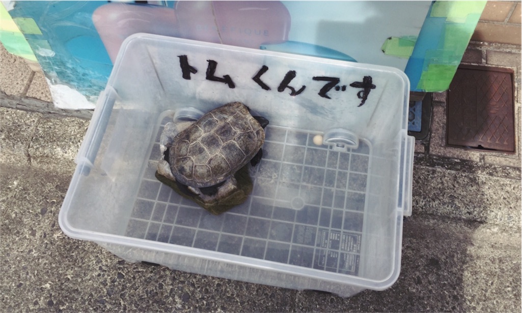 f:id:c_kugenuma:20160511053702j:image f:id:c_kugenuma:20160511053702j:image