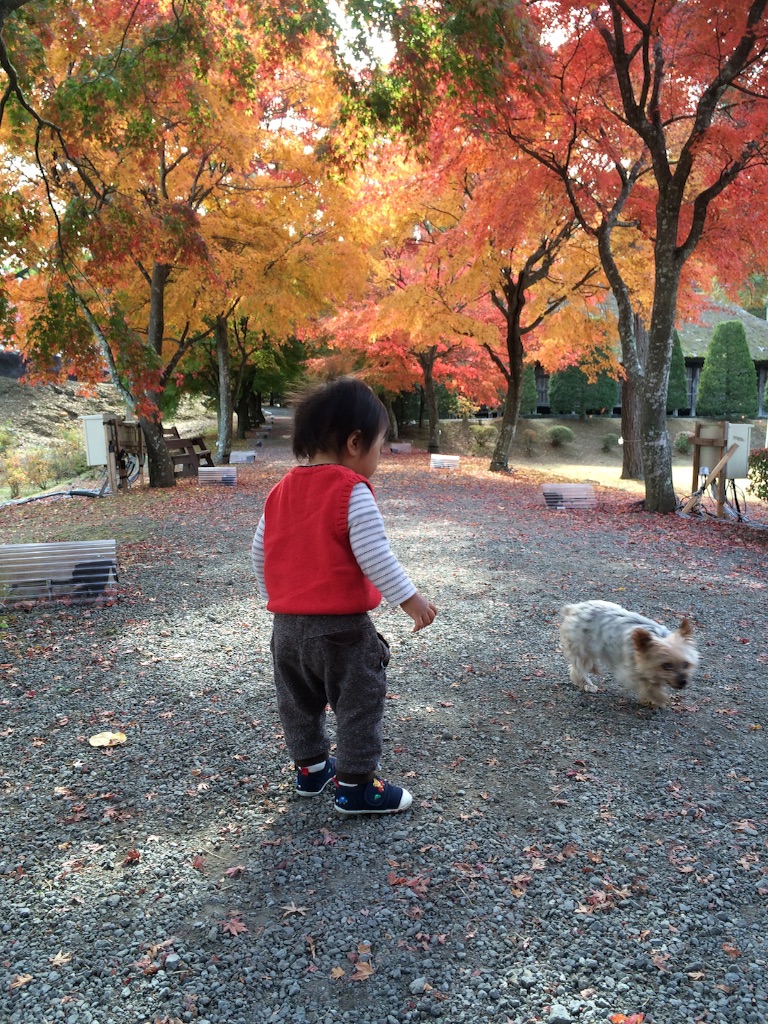 f:id:ca-san_diary:20151105100104j:image f:id:ca-san_diary:20151105100104j:image