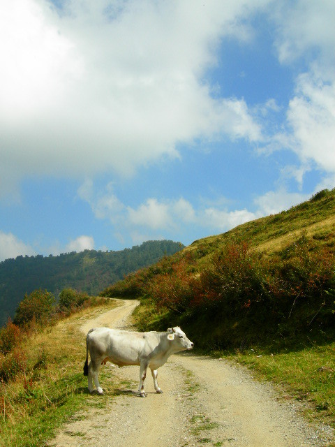 f:id:cacciatori:20051109224934j:image