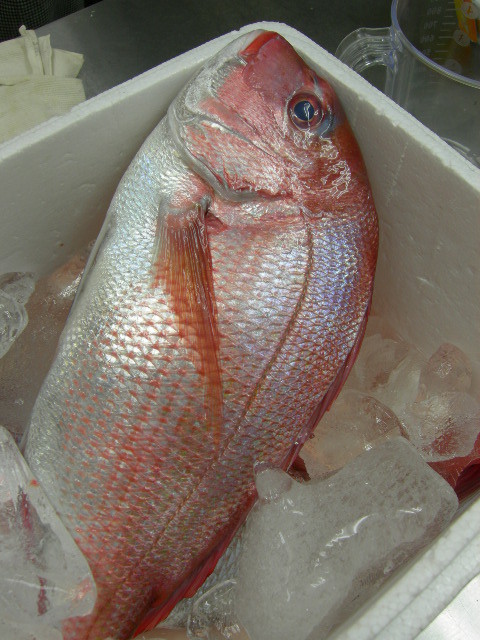 f:id:cacciatori:20080111125254j:image f:id:cacciatori:20080111125254j:image