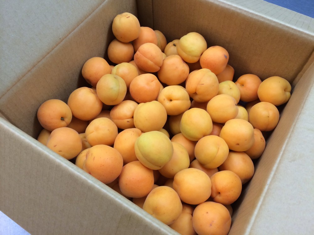 f:id:cacciatori:20140706174527j:plain