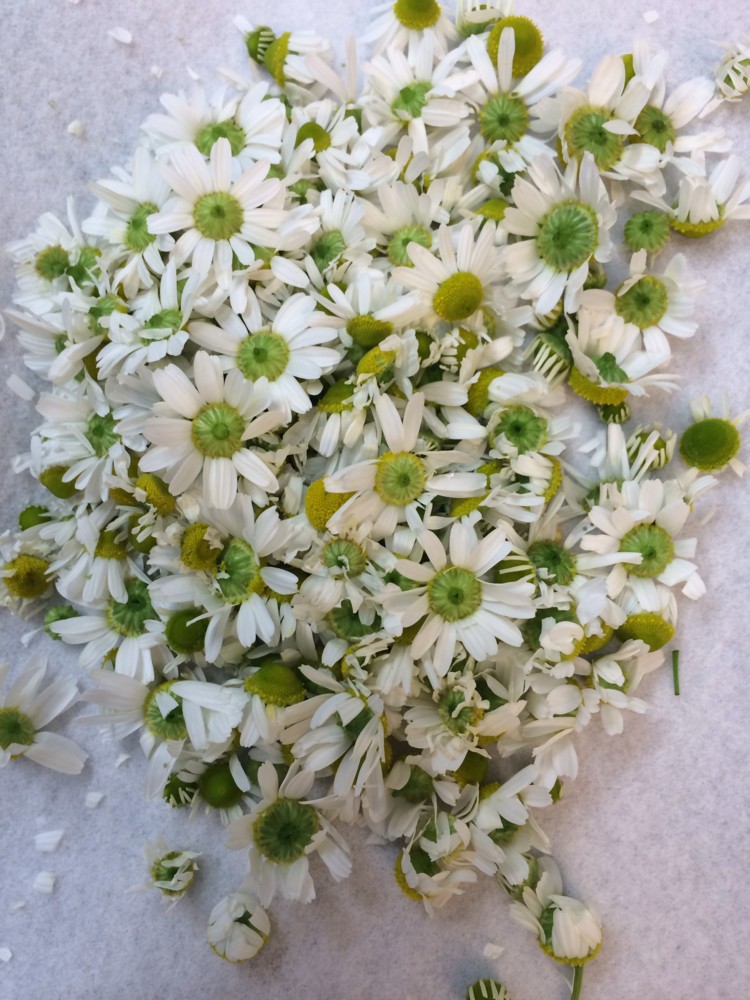 f:id:cacciatori:20150512140709j:plain