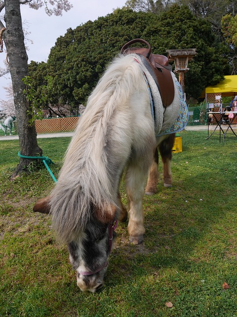 f:id:cafewriter:20150405230535j:plain