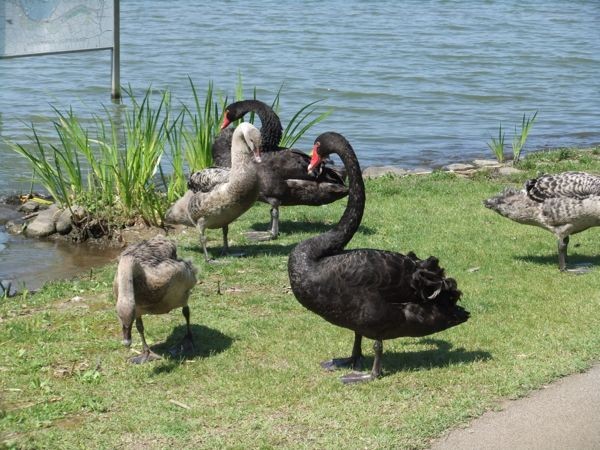 f:id:camelopardalis:20160607083222j:plain f:id:camelopardalis:20160607083222j:plain