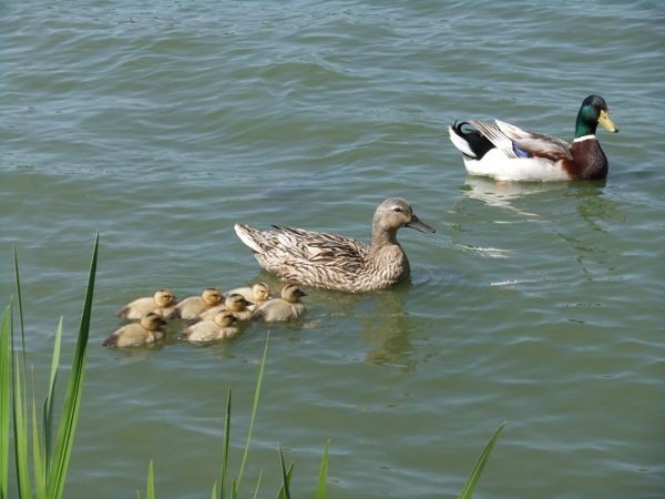 f:id:camelopardalis:20160607084231j:plain f:id:camelopardalis:20160607084231j:plain