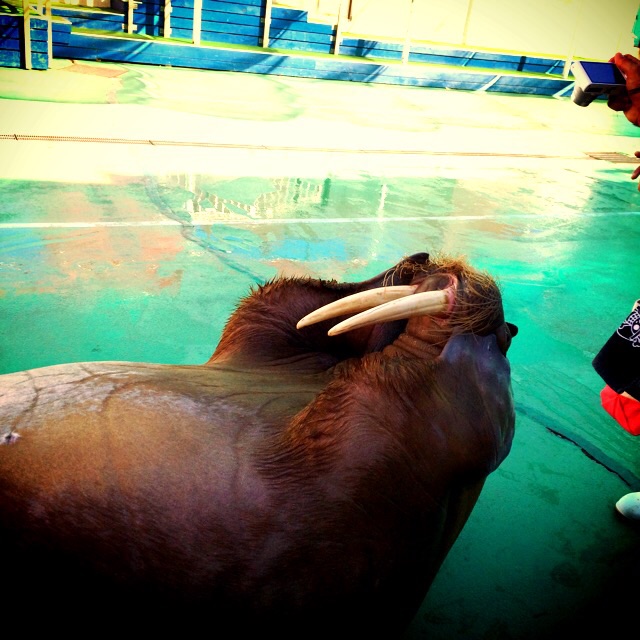 f:id:camelstation:20141004065552j:plain f:id:camelstation:20141004065552j:plain