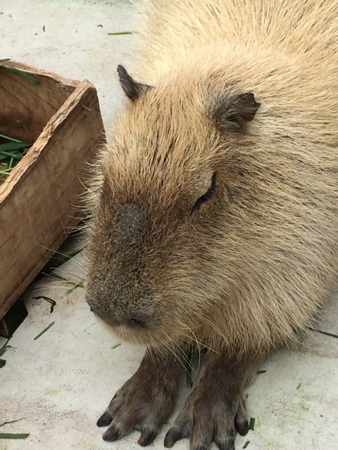 f:id:camelstation:20141004070624j:plain f:id:camelstation:20141004070624j:plain
