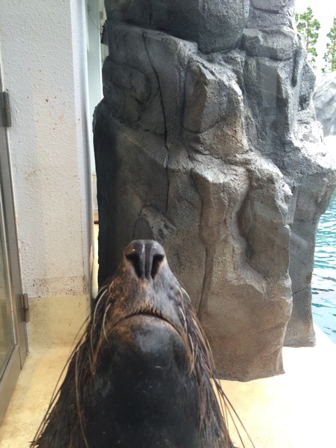f:id:camelstation:20141004070726j:plain f:id:camelstation:20141004070726j:plain