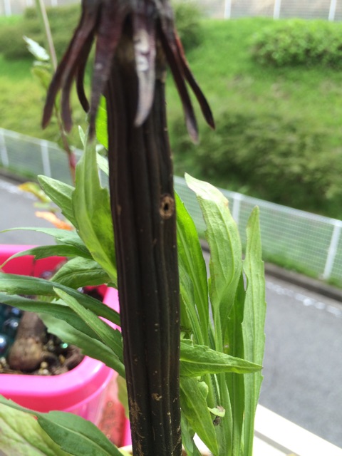 f:id:camelstation:20150415134728j:plain f:id:camelstation:20150415134728j:plain