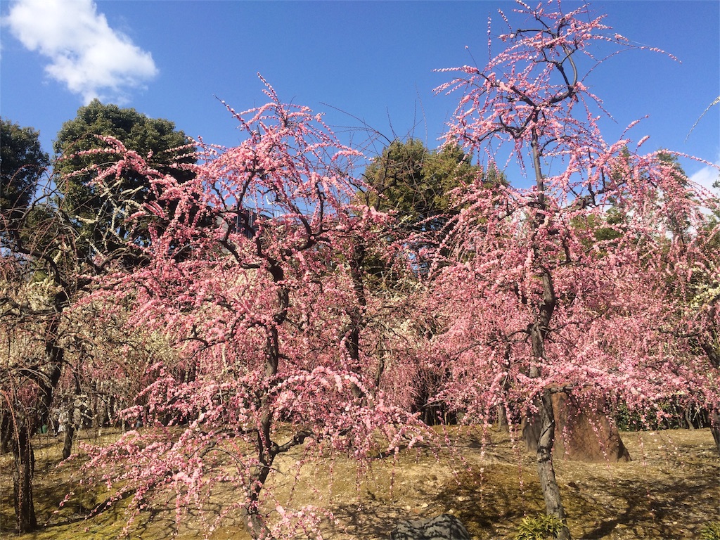 f:id:casadefushimi:20160227131848j:image f:id:casadefushimi:20160227131848j:image