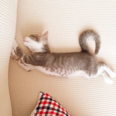 f:id:cat_et_moi:20151212205831j:plain f:id:cat_et_moi:20151212205831j:plain