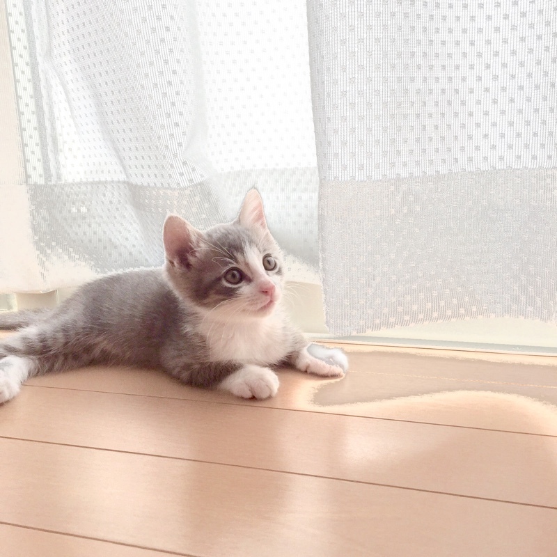 f:id:cat_et_moi:20151212225458j:plain f:id:cat_et_moi:20151212225458j:plain