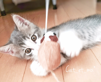 f:id:cat_et_moi:20151213061957j:plain f:id:cat_et_moi:20151213061957j:plain