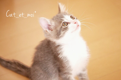 f:id:cat_et_moi:20151213062001j:plain f:id:cat_et_moi:20151213062001j:plain