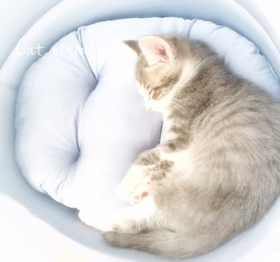 f:id:cat_et_moi:20151213062004j:plain f:id:cat_et_moi:20151213062004j:plain