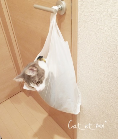 f:id:cat_et_moi:20151213201352j:plain f:id:cat_et_moi:20151213201352j:plain