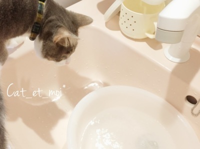 f:id:cat_et_moi:20151213202233j:plain f:id:cat_et_moi:20151213202233j:plain