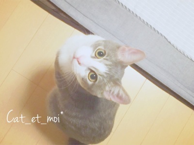f:id:cat_et_moi:20151213202513j:plain f:id:cat_et_moi:20151213202513j:plain