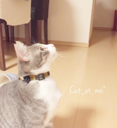 f:id:cat_et_moi:20151213214818j:plain f:id:cat_et_moi:20151213214818j:plain