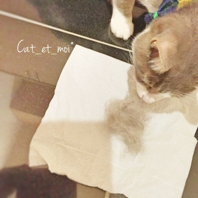 f:id:cat_et_moi:20151213215109j:plain f:id:cat_et_moi:20151213215109j:plain