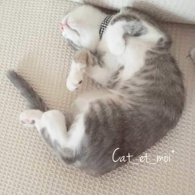 f:id:cat_et_moi:20151213215227j:plain f:id:cat_et_moi:20151213215227j:plain