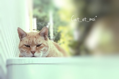 f:id:cat_et_moi:20151213221457j:plain f:id:cat_et_moi:20151213221457j:plain