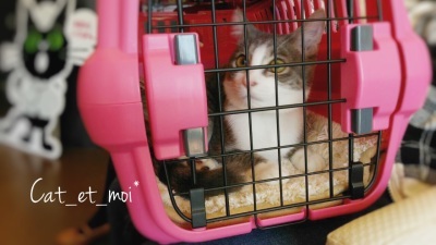f:id:cat_et_moi:20151213221828j:plain f:id:cat_et_moi:20151213221828j:plain