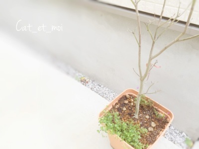 f:id:cat_et_moi:20151214112102j:plain f:id:cat_et_moi:20151214112102j:plain