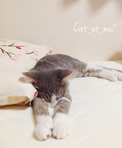 f:id:cat_et_moi:20151214112352j:plain f:id:cat_et_moi:20151214112352j:plain