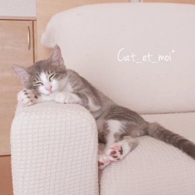 f:id:cat_et_moi:20151214115102j:plain f:id:cat_et_moi:20151214115102j:plain