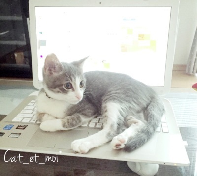 f:id:cat_et_moi:20151214121042j:plain f:id:cat_et_moi:20151214121042j:plain
