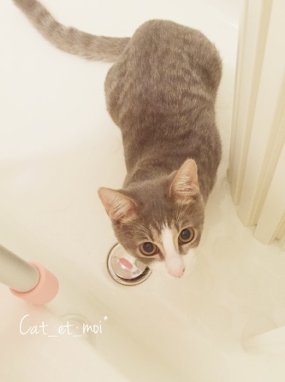 f:id:cat_et_moi:20151214123301j:plain f:id:cat_et_moi:20151214123301j:plain