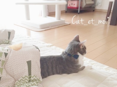 f:id:cat_et_moi:20151214123550j:plain f:id:cat_et_moi:20151214123550j:plain