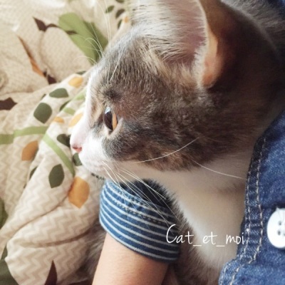 f:id:cat_et_moi:20151214123610j:plain f:id:cat_et_moi:20151214123610j:plain